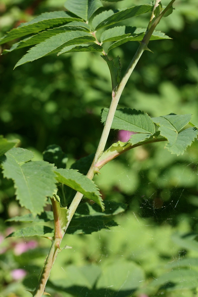 Изображение особи Rosa glabrifolia.