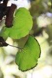 Hymenophyllum nephrophyllum. Спороносящее растение. Новая Зеландия, р-н Манавату-Уангануи, заповедник \"Tupapakurua Falls\", на стволе дерева. 21.12.2013.