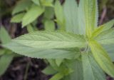 Stachys palustris