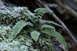 Polystichum braunii