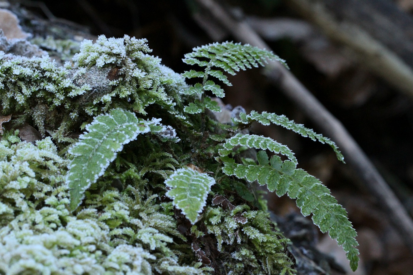 Изображение особи Polystichum braunii.