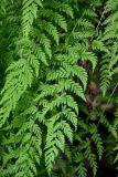 Woodsia caucasica