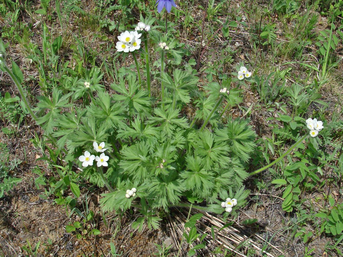 Изображение особи Anemonastrum crinitum.