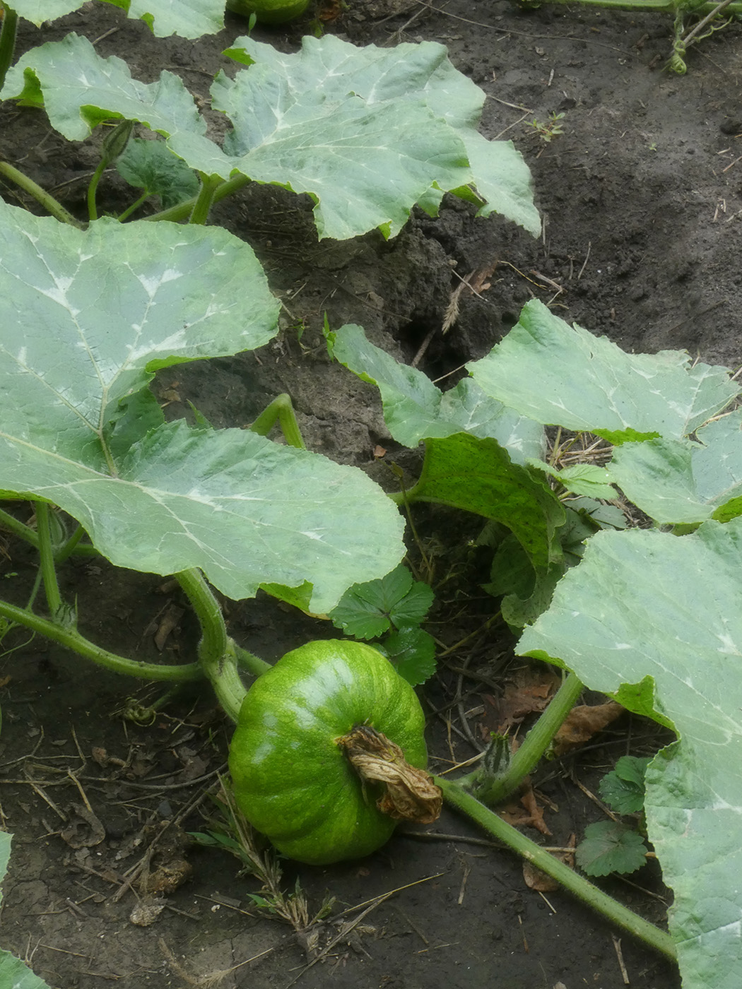 Изображение особи Cucurbita pepo.