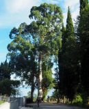 Eucalyptus viminalis. Взрослое дерево. Абхазия, Гудаутский р-н, г. Новый Афон. 27.09.2022.