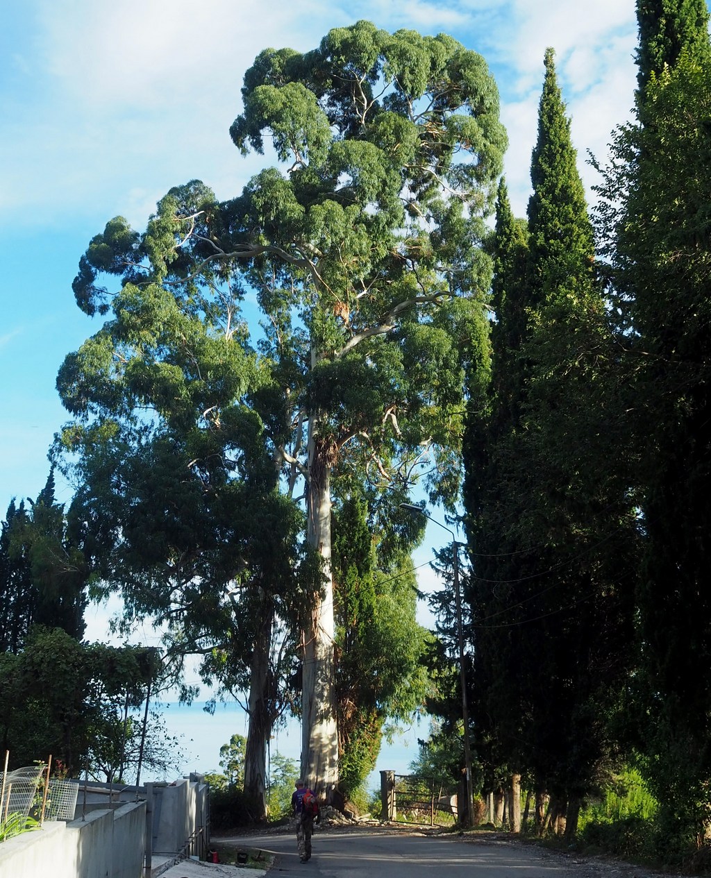 Image of Eucalyptus viminalis specimen.