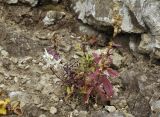 Silene foliosa. Цветущее растение. Приморье, Хасанский р-н, окр. Славянского гор. пос., юго-восточная сторона полуострова, осыпь под скалой. 16.10.2022.
