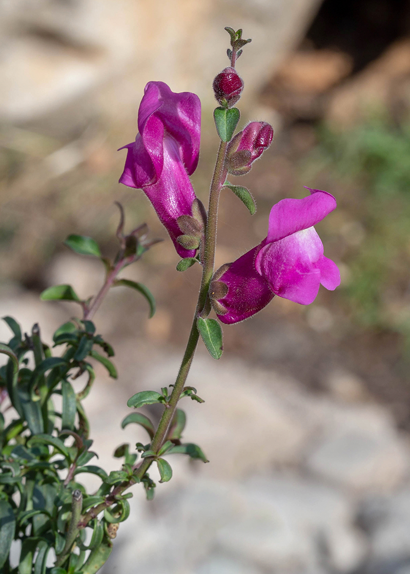 Изображение особи Antirrhinum majus.