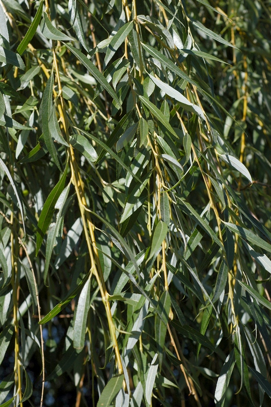 Изображение особи Salix babylonica.