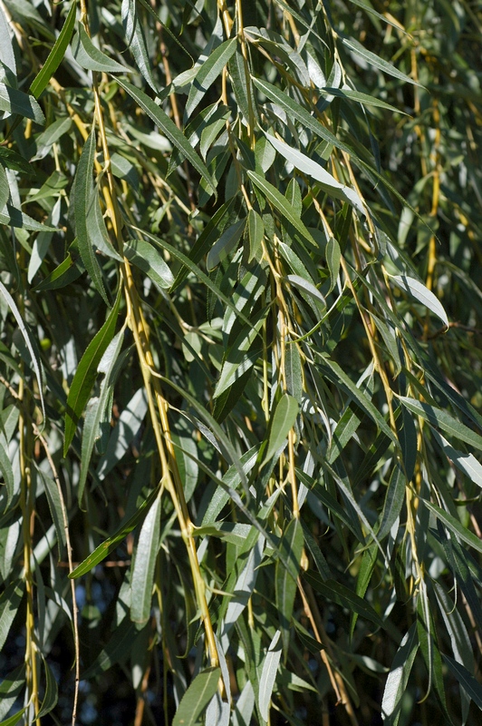 Image of Salix babylonica specimen.