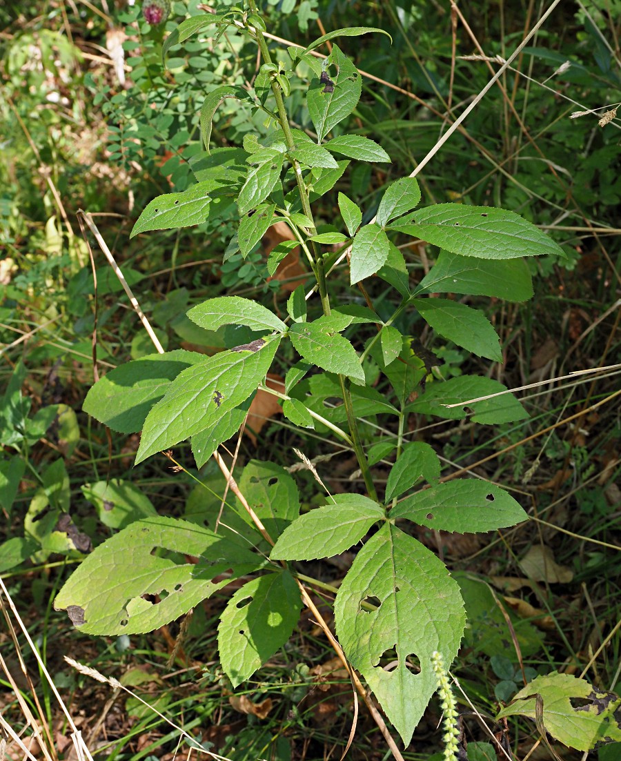 Image of Klasea quinquefolia specimen.