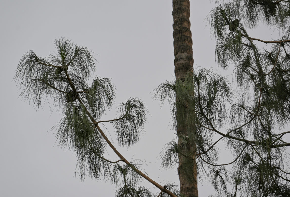 Image of Pinus canariensis specimen.