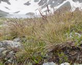 genus Festuca. Цветущие растения. Карачаево-Черкесия, Урупский р-н, Кавказский биосферный заповедник, Имеретинские озёра, оз. Безмолвия, ≈ 2600 м н.у.м., альпийский луг на склоне к озеру. 27.07.2022.