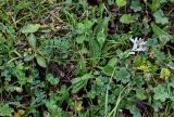 Onobrychis petraea
