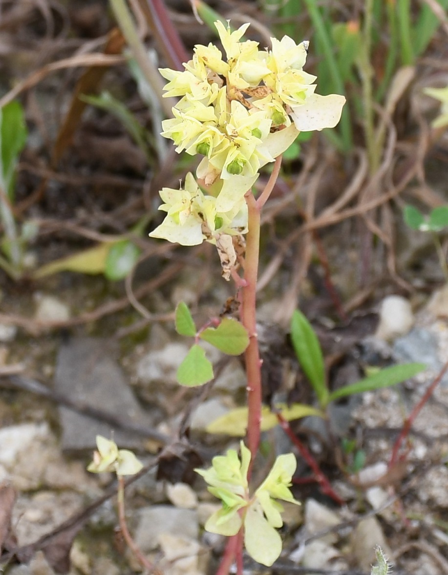 Изображение особи Euphorbia peplus.