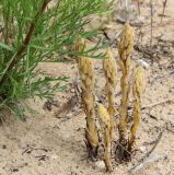 Phelipanche arenaria. Растения с развивающимися соцветиями (паразитируют на Artemisia arenaria). Краснодарский край, м/о Анапа, пос. Витязево, в р-не пересечения ул. Скифской и Санаторного проезда, дюна. 03.06.2021.