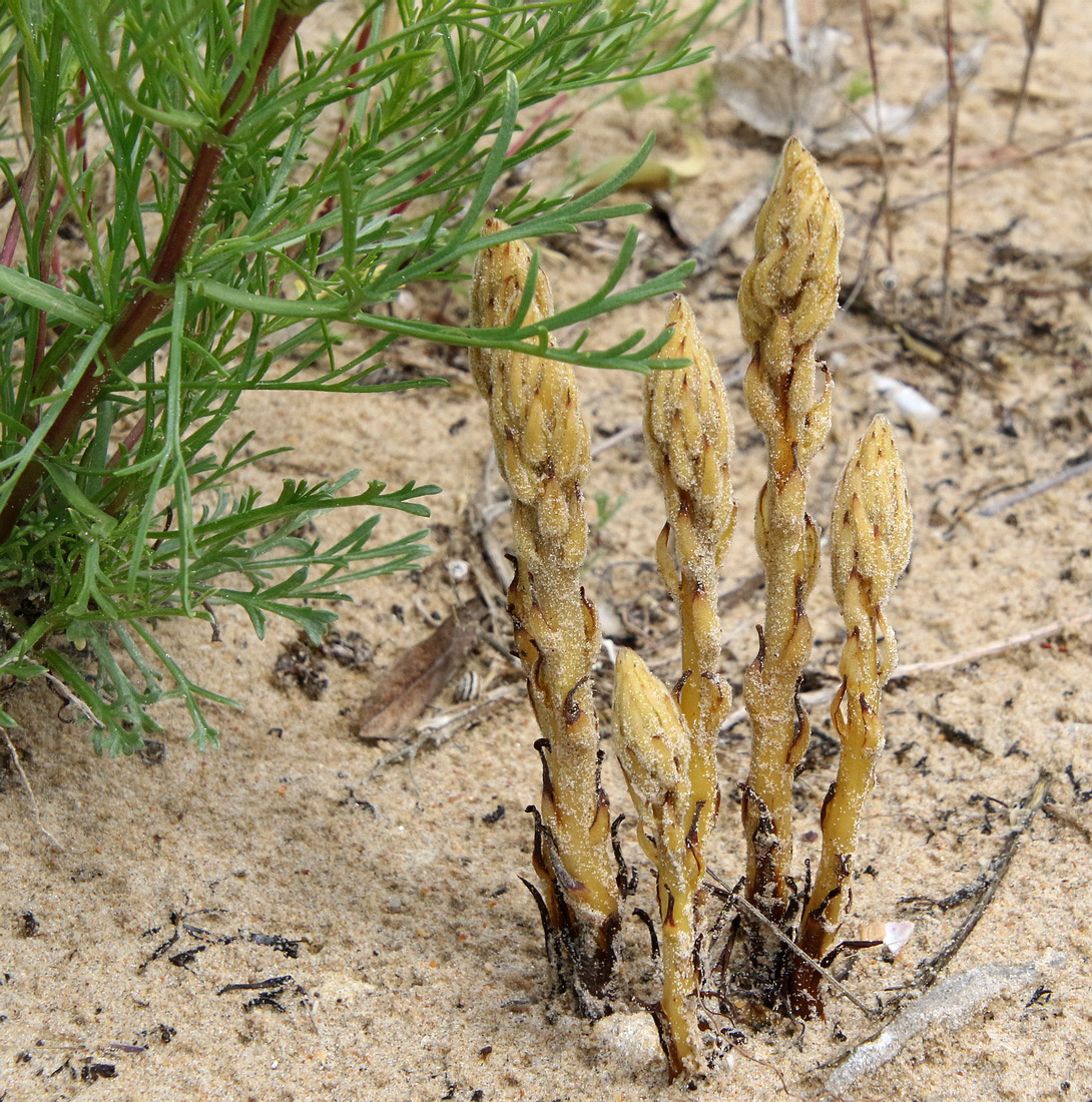 Image of Phelipanche arenaria specimen.