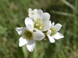 Saxifraga granulata. Цветки. Испания, автономное сообщество Каталония, провинция Жирона, комарка Рипольес, муниципалитет Мольо, окр. перевала Коль-де-Арес (1513 м н.у.м), склон западной экспозиции, высокотравное сообщество на опушке смешанного леса. 08.06.2021.