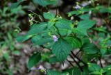 Impatiens furcillata. Верхушка побега с цветком и бутонами. Приморье, Хасанский р-н, Кравцовские водопады, берег ручья. 01.08.2021.