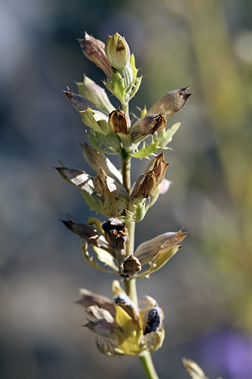 Image of Dracocephalum diversifolium specimen.