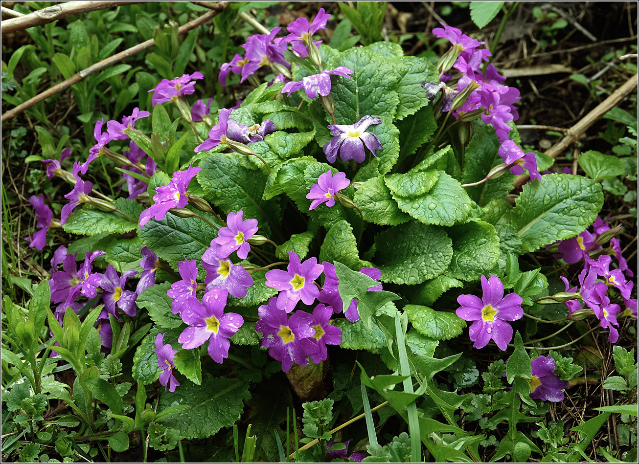 Image of Primula vulgaris specimen.