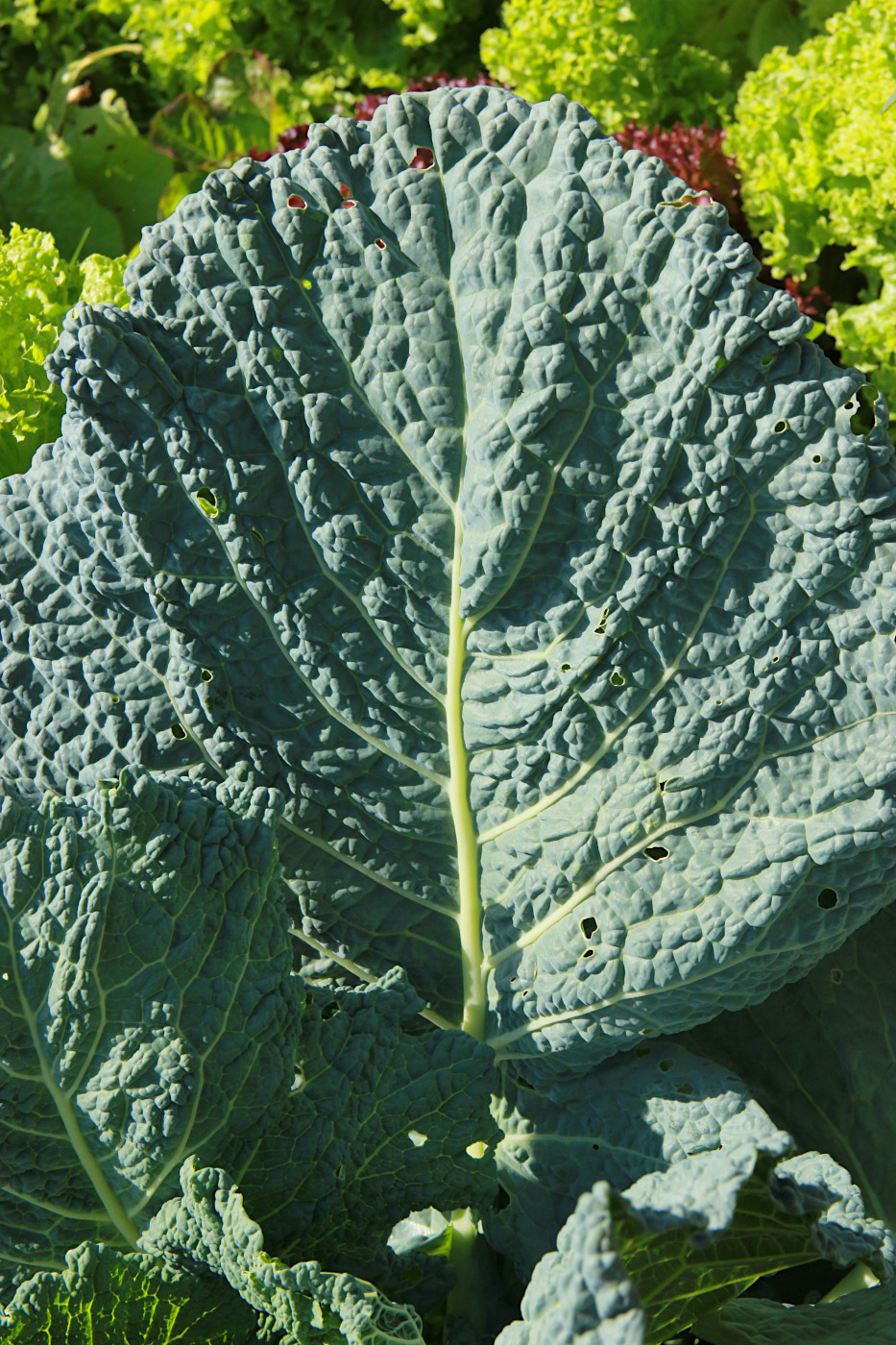 Image of Brassica oleracea var. sabauda specimen.