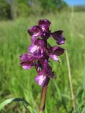 Anacamptis morio подвид caucasica. Соцветие. Краснодарский край, окр. г. Армавир, степной склон. 04.05.2023.