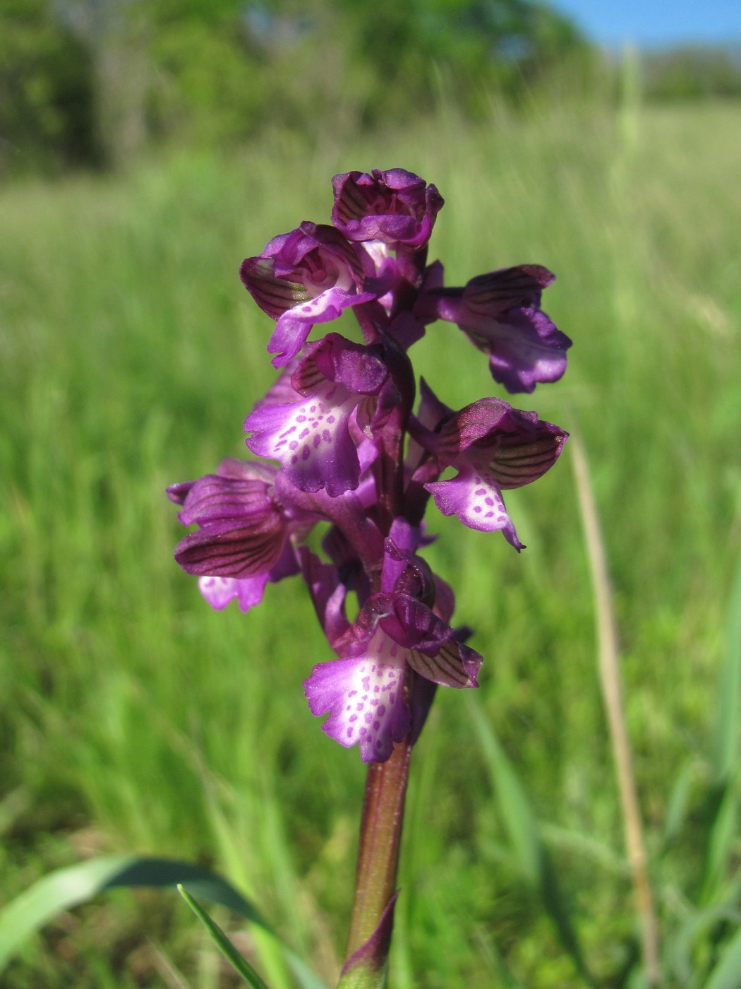 Image of Anacamptis morio ssp. caucasica specimen.