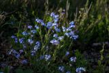 Myosotis lithospermifolia