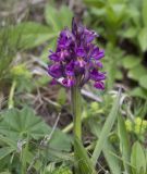 Dactylorhiza romana subspecies georgica. Соцветие. Краснодарский край, Мостовской р-н, хр. Малые Бамбаки, ≈ 1600 м н.у.м., субальпийский луг. 21.05.2022.