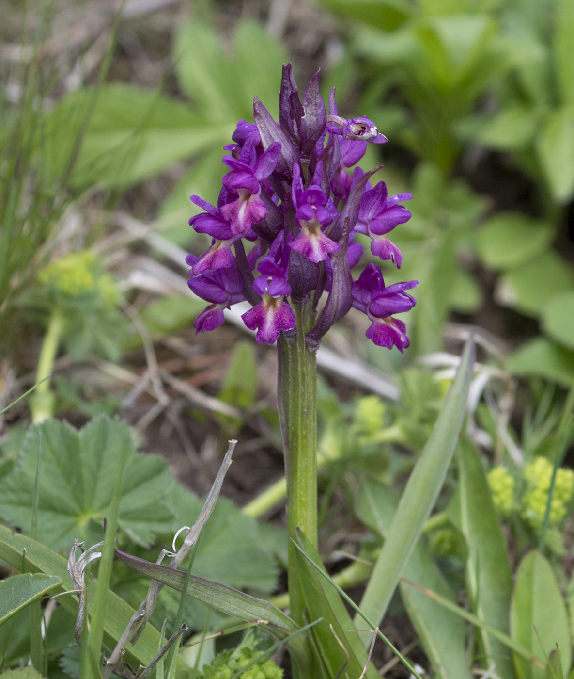 Image of Dactylorhiza romana ssp. georgica specimen.