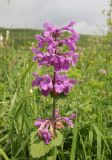 Betonica macrantha