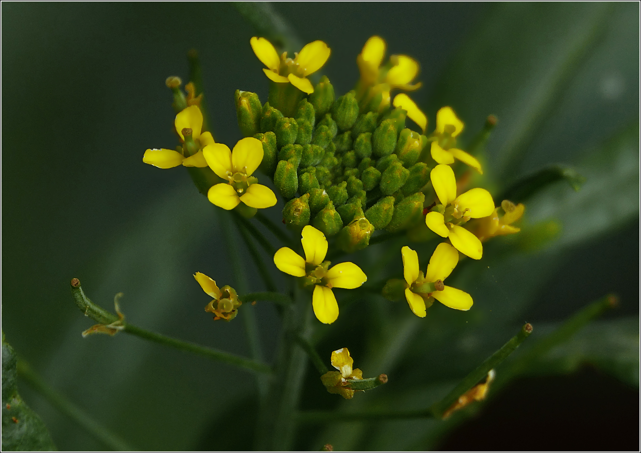 Изображение особи Erysimum cheiranthoides.