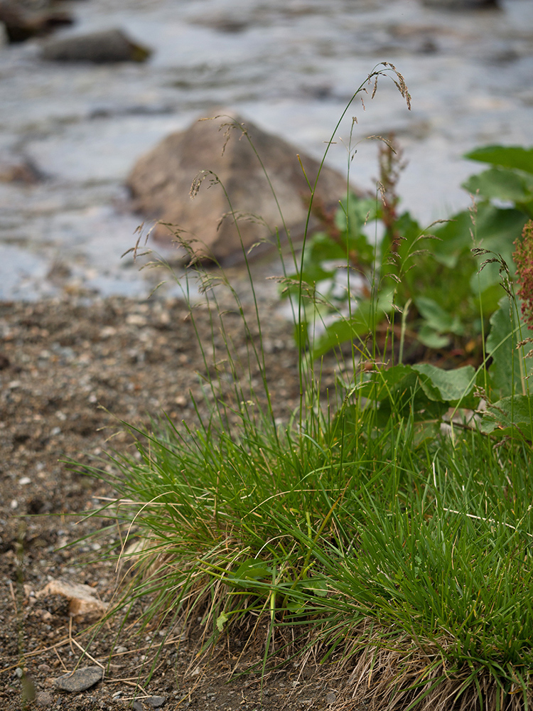 Изображение особи Deschampsia cespitosa.