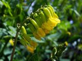 Astragalus tecti-mundi