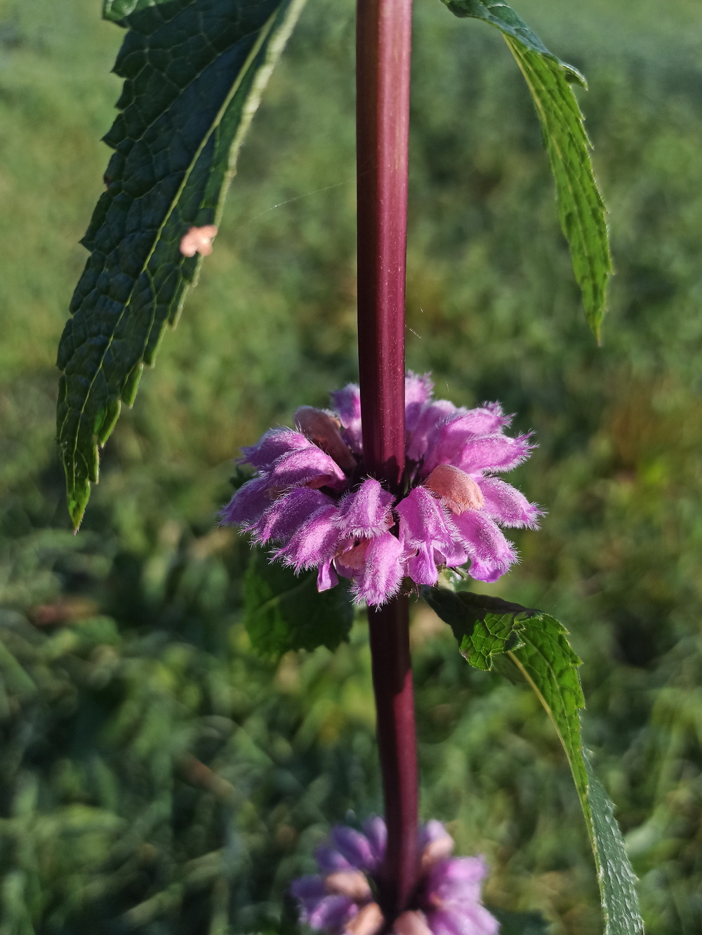 Изображение особи Phlomoides tuberosa.