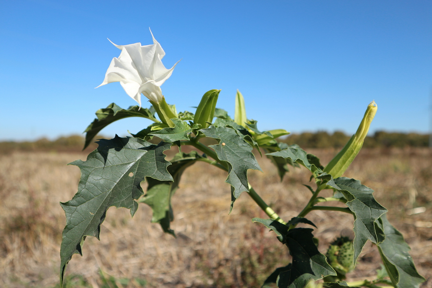 Изображение особи Datura stramonium.