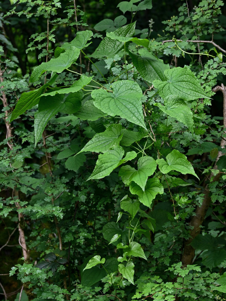 Image of Tamus communis specimen.