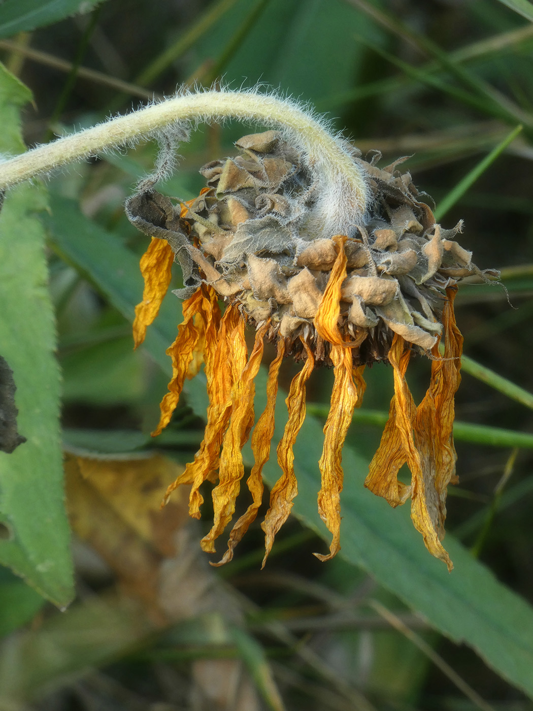 Изображение особи Helianthus annuus.