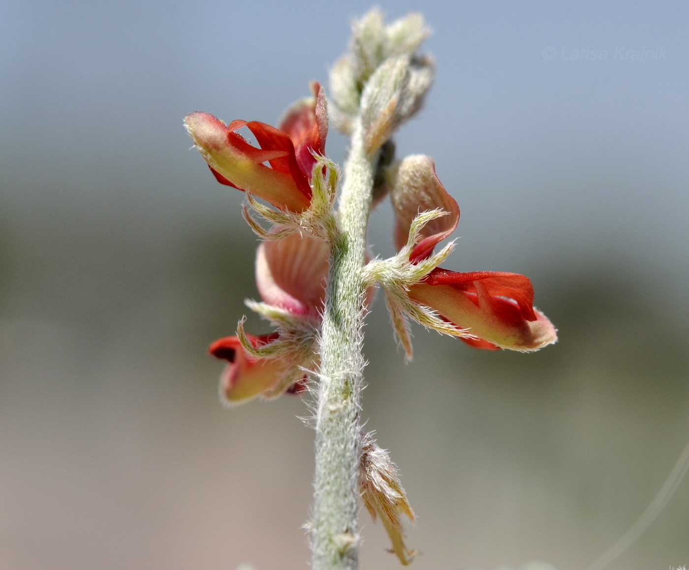 Image of Indigofera heterotricha specimen.