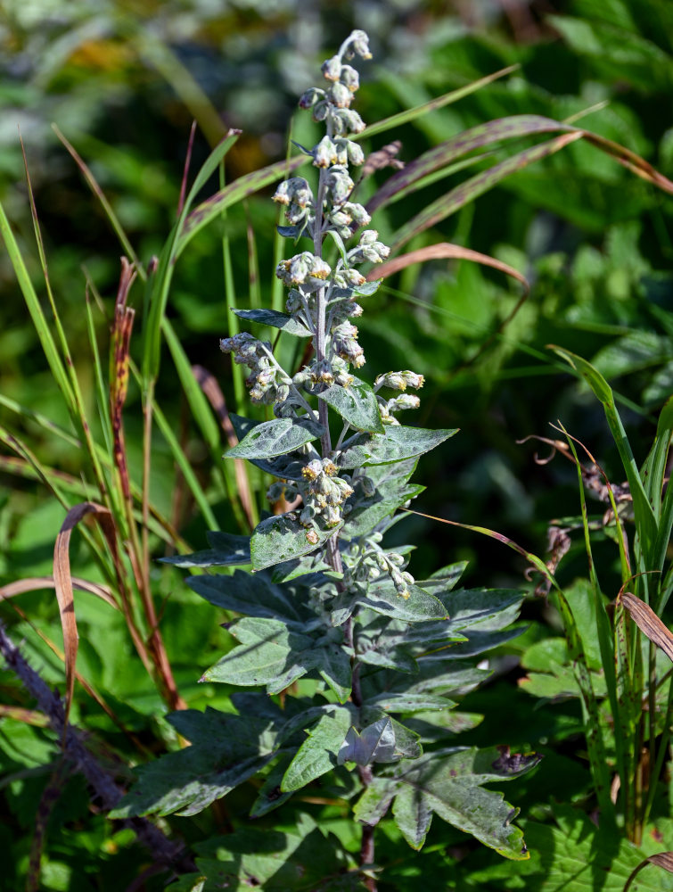 Image of Artemisia koidzumii specimen.