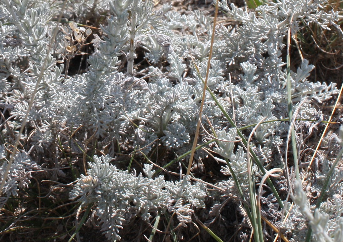 Изображение особи Artemisia lercheana.