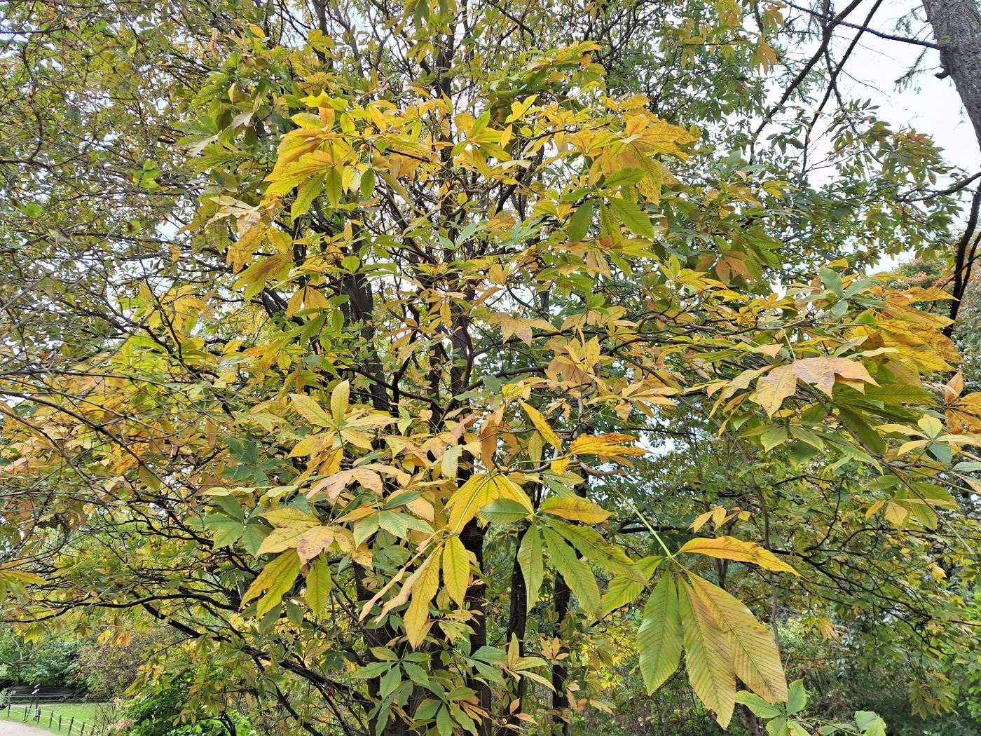 Image of Aesculus flava specimen.