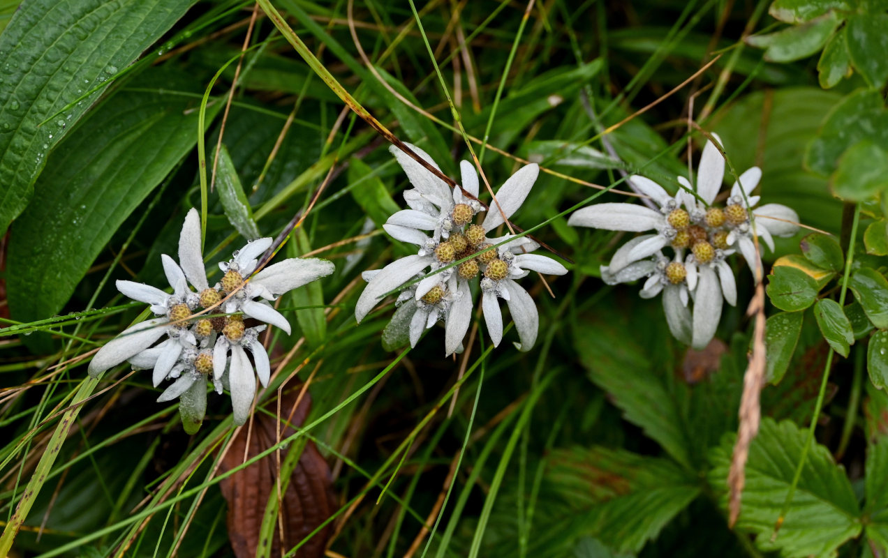 Image of Leontopodium discolor specimen.