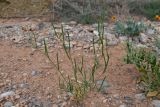 Diptychocarpus strictus. Плодоносящее растение. Таджикистан, Согдийская обл., Исфара, пестроцветы. 1 мая 2023 г.