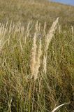 Calamagrostis epigeios. Верхушки досыхающих плодоносящих побегов. Оренбургская обл., Беляевский р-н, Донской сельсовет, Долгие Горы, степной склон. 5 сентября 2023 г.