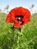 Papaver pavoninum. Верхушка цветущего растения. Южный Казахстан, Сырдарьинский Каратау, горы Улькунбурултау, ≈ 700 м н.у.м., степь. 28 апреля 2023 г.