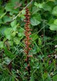 Orobanche hederae. Цветущее растение. Грузия, Имеретия, г. Кутаиси, окраина зарослей кустарников. 14.06.2023.