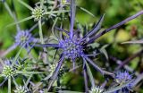 Eryngium planum. Соцветие. Чечня, Веденский р-н, долина р. Ахкичу, луговой склон. 26.07.2022.