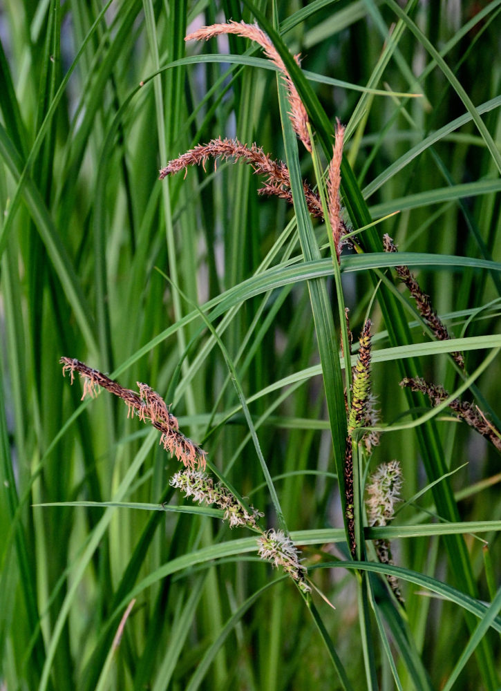 Image of Carex acuta specimen.